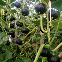 中科茂华 蔬菜种子 迷你黑贝贝南瓜种子迷你黑贝贝10粒/袋