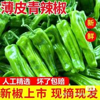 万户之农 现摘薄皮青椒新鲜蔬菜辣椒3.2斤带箱虎皮芜湖辣椒当季时令批发