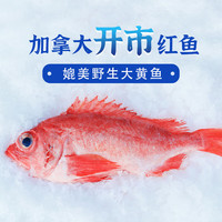 美加佳加拿大红鱼 净重550g*2袋（每袋2条） 整只红鱼 源头直发 石斑鱼