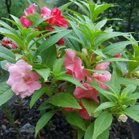凤鸣雅世凤仙花种籽指甲花卉种孑盆栽花卉种子茶花凤仙花种子10克