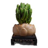 创享绿洲 万重山室内外盆栽绿植净化空气绿植桌面迷你仙人掌耐旱好养易活 万重山莲花盆+黄金沙+方底座