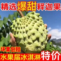 顺丰 广西牛奶凤梨释迦果 5斤 中果