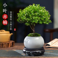 创享绿洲 小叶赤楠+冰裂纹盆+苔藓+圆底座