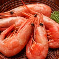 豪鲜品 北极虾 熟冻虾 无冰净重4斤 120+规格 黑头海藻头