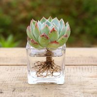 兰桑多肉植物水培超萌吉娃娃大老桩莎莎女王水培植物室内含盆花卉盆栽 大号吉娃娃-6方玻璃杯 含盆