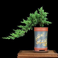 疏影暗香 迎客松造型盆栽真树盆景室内外松柏地柏造型盆景办公室庭院景观 2年苗20cm左右