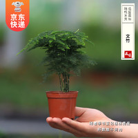 开时果 KaiShiguo Plants 各类小盆栽绿植素材苗 小叶赤楠造景微景观植物盆景源头直发 文竹（小杯）