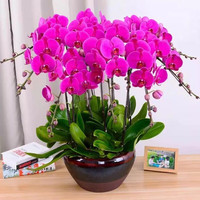 思取 蝴蝶兰花苗盆栽 带花剑 玫瑰红 五年大苗