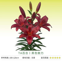 天狼 进口百合种球大花 黑色魅力 14/16cm(3球装) 芽长 12+
