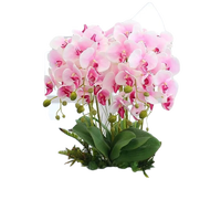 听雪楼 大花蝴蝶兰盆栽花苗植物绿植盆景 淡紫色 5年苗带