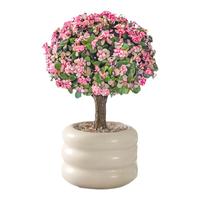 金枝玉叶小盆栽老桩多肉植物棒棒糖招财精品盆景幼儿园内花卉绿植