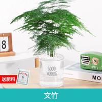 梵花拾光 文竹早安盆送雨花石