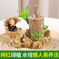 梵花拾光 巴西木水培植物 10厘米 格鲁特1个 含盆