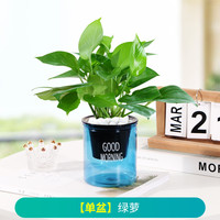 梵花拾光 绿萝 盆栽 含盆 15厘米 蓝早安盆