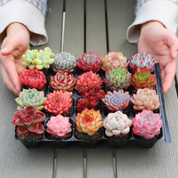 百潮盛多肉植物 小盆栽 豪华套装多肉组合桃蛋玉露绿植花卉园艺花卉 12颗植物不重复 选项文字有标注