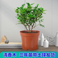 不需要阳光的植物清香木喜阴花卉除甲醛去异味驱蚊虫室内易养活