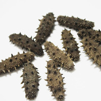 千舟岛珍品淡干海刺参38 4-4.5cm1只 每满20只送1只