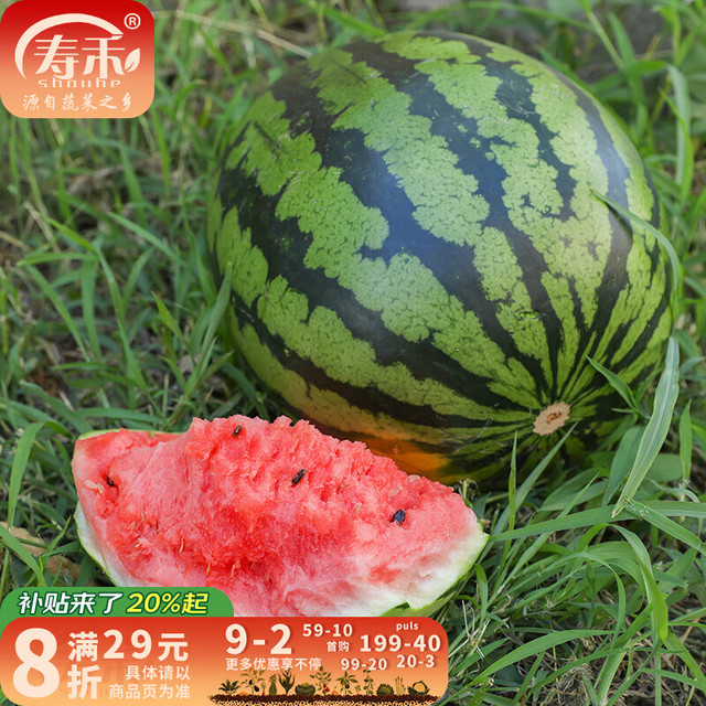 寿禾 8424西瓜种子 30粒