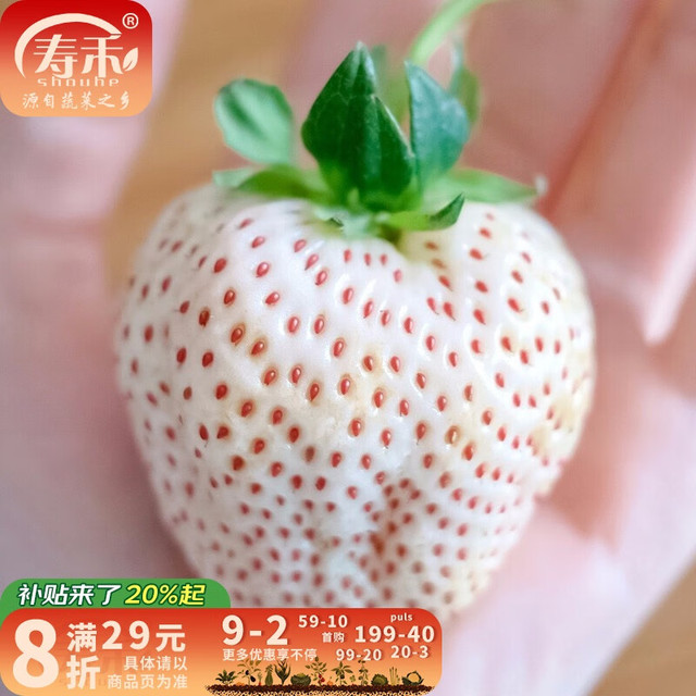 寿禾 奶油草莓种子 500粒 白色
