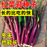 播种心情红菜苔种孑蔬菜种子菜心十月红紫菜苔红家庭秋季冬四季阳台种籽心 红菜苔种子1包+肥 无规格