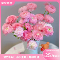 京东鲜花 洋牡丹 鲜花 20枝 随机色