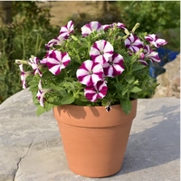 美外红陶盆 简约阳台盆栽透气育苗蝴蝶兰多肉绿植大号创意陶土花盆 4号10*10厘米 5个
