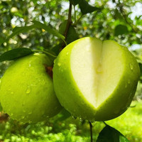 华北强山西青苹果当季新鲜酸脆水果适用清脆小苹果单果70-75mm 净重4.5斤 70-75mm