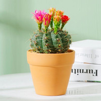 种花迷绯花玉仙人球盆栽四季开花好活净化空气吸甲醛桌摆办公室花卉绿植 玫红原盆原土 小球3-4厘米