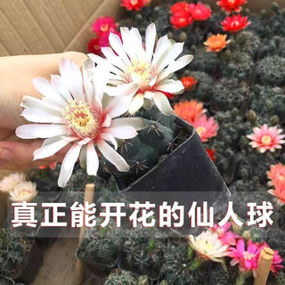 种花迷绯花玉仙人球盆栽四季开花好活净化空气吸甲醛桌摆办公室花卉绿植 玫红原盆原土 小球3-4厘米