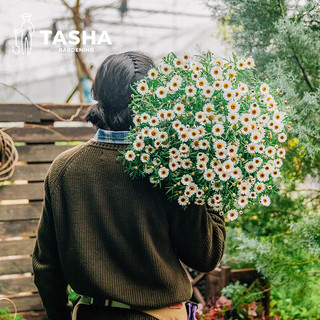 塔莎的花园玛格丽特盆栽带花花苗糖果粉巨人庭院阳台菊科花卉 蜜糖140