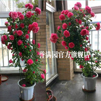 誉满园 yumanyuan 特大爬藤月季花苗大花浓香庭院植物花卉盆栽浓香四季开花庭院爬墙蔷薇 藤本月季大苗 不含盆