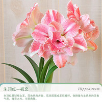 天狼 朱顶红种球 现货 多年生球根盆栽地栽易养易活 南非朱 初恋 30/32cm