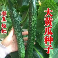 津研四号黄瓜种子绿瓤心肉水果春秋四季阳台盆栽高产蔬菜种籽苗孑 精研四号种子 1包约50粒