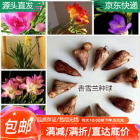 急兔 小仓兰种球5颗+塑料螺纹中号盆13CM+椰砖650g 鲜花