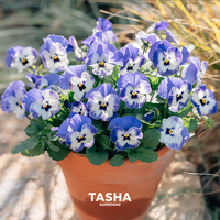 塔莎的花园 角堇小兔子开花盆栽 草花花苗 室内好养 多年生冰糕 角堇果汁冰糕 代尔夫陶瓷蓝120