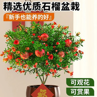 尚洋 石榴盆栽 30-40cm 花瓣白瓷盆