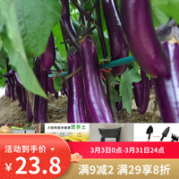 播种心情 紫红长茄种子茄子种子蔬菜种孑种籽春秋四季阳台盆栽庭院农家有
