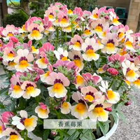 塔莎的花园 龙面花 蓝色 多年生耐寒花园庭院阳台草本植物 120带盆栽