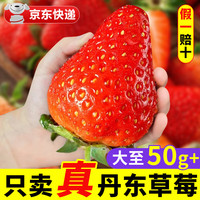 草莓 丹东草莓红颜99奶油九九大草莓新鲜水果送礼品物 分享2斤装丨净重1.6斤 大果丨单果20-30g