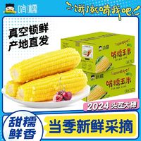 啃糯 黑龙江甜糯玉米 180g*8 真空装