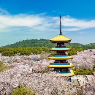 春日无事只为花忙，赏花通兑来了！希尔顿酒店集团3城4店指定房型1-2晚套餐（含双早+旅拍+丰富店内礼遇）