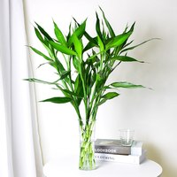 锦枫（jinfeng）富贵竹观音竹水培植物水培花卉盆栽大叶竹转运竹水养客厅绿植水养 65cm大叶富贵竹10棵 不含盆