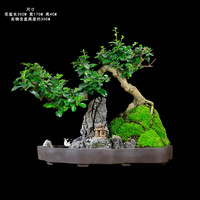 瀚林怡景 HANLINYIJING 福建茶山水盆景 室内客厅办公室桌面绿植盆栽摆件