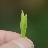 川红特级林湖雀舌202450g 明前嫩芽绿茶四川特产鲜爽新茶叶