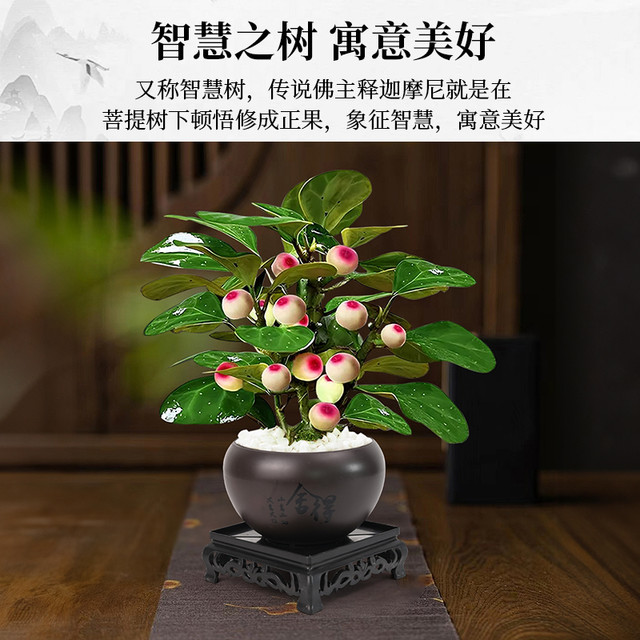 88VIP：牵鲜 小盼菩提 观果植物 盆栽 30厘米 特A带果小盼菩提原盆