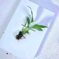 美耐佳 白掌一帆风顺盆栽水培植物办公室内好养花卉绿植四季开花净化空气