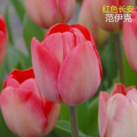 雅昶家具 YA CHABG FURNITURE 雅昶 红掌 X0426105924 郁金香种球 5球+肥 粉红色