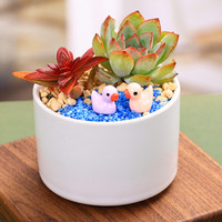 塔可可 多肉植物组合盆栽含花盆土摆件绿植室内吸甲醛创意diy肉肉套餐