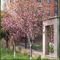 苏娇花卉园艺 海棠树苗庭院地栽高杆西府垂丝海棠花耐寒植物花北美大树室外阳台