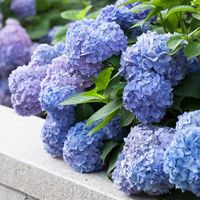 康果圆 无尽夏 绣球花苗 颜色分类：1.无尽夏中苗（原盆土优质苗包开花）送肥料 带盆栽好